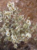 Смотреть изображение Anabasis articulata