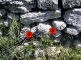 Papaver rhoeas. Цветущие растения. Крым, Севастополь, Херсонесский заповедник. 08.05.2008.