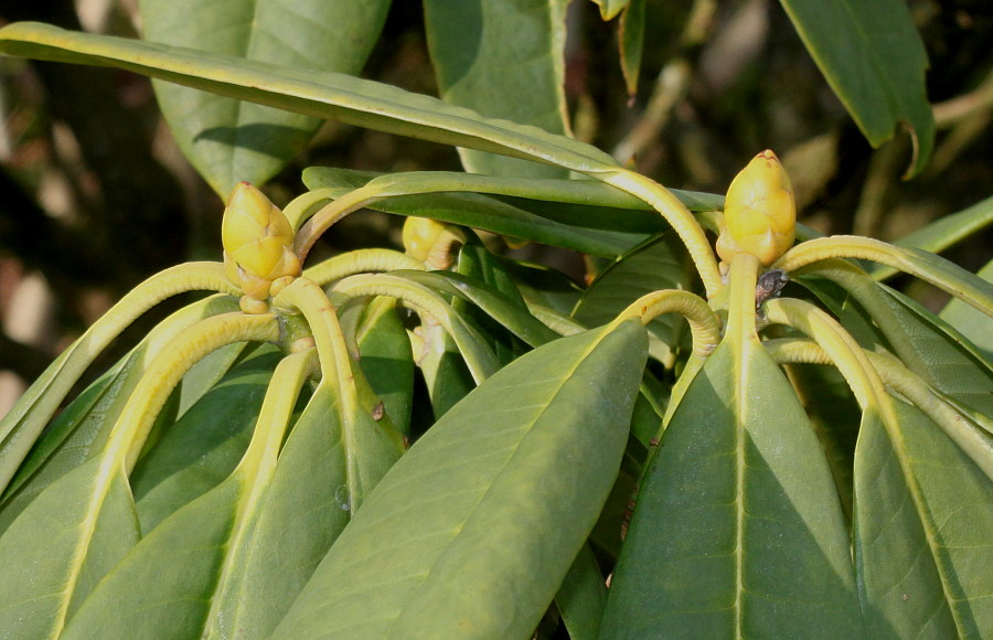 Изображение особи Rhododendron calophytum.