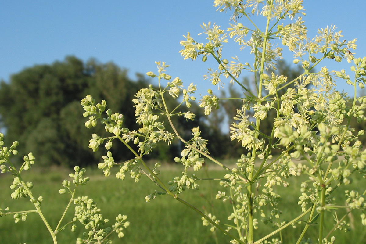 Изображение особи Thalictrum flavum.