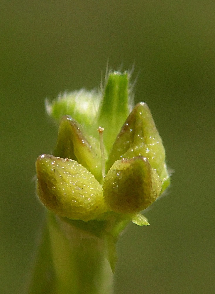 Image of Buglossoides arvensis specimen.