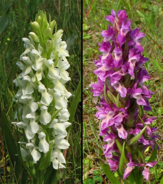 Изображение особи Dactylorhiza incarnata.