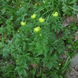 Trollius altissimus. Расцветающие растения. Украина, Закарпатская обл., Раховский р-н, хр. Черногора, каменистый склон в субальпийском поясе, 1900 м н.у.м. 16 июля 2007 г.