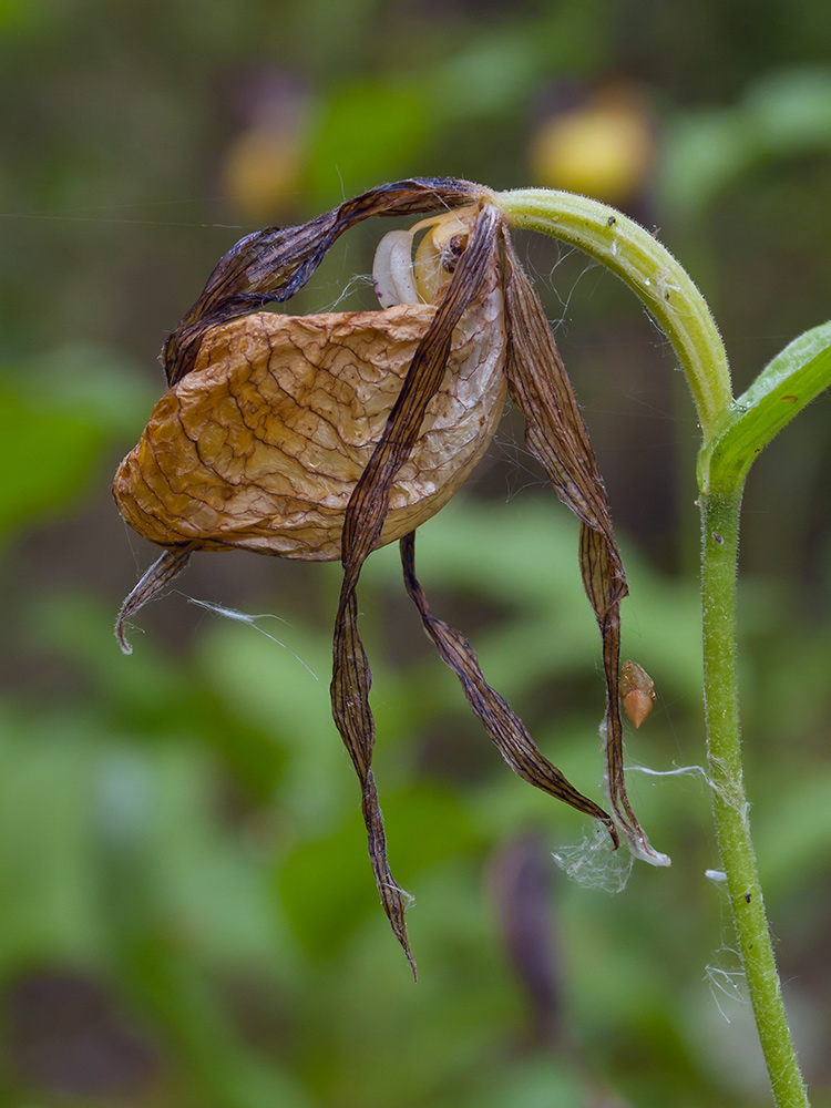 Изображение особи Cypripedium calceolus.