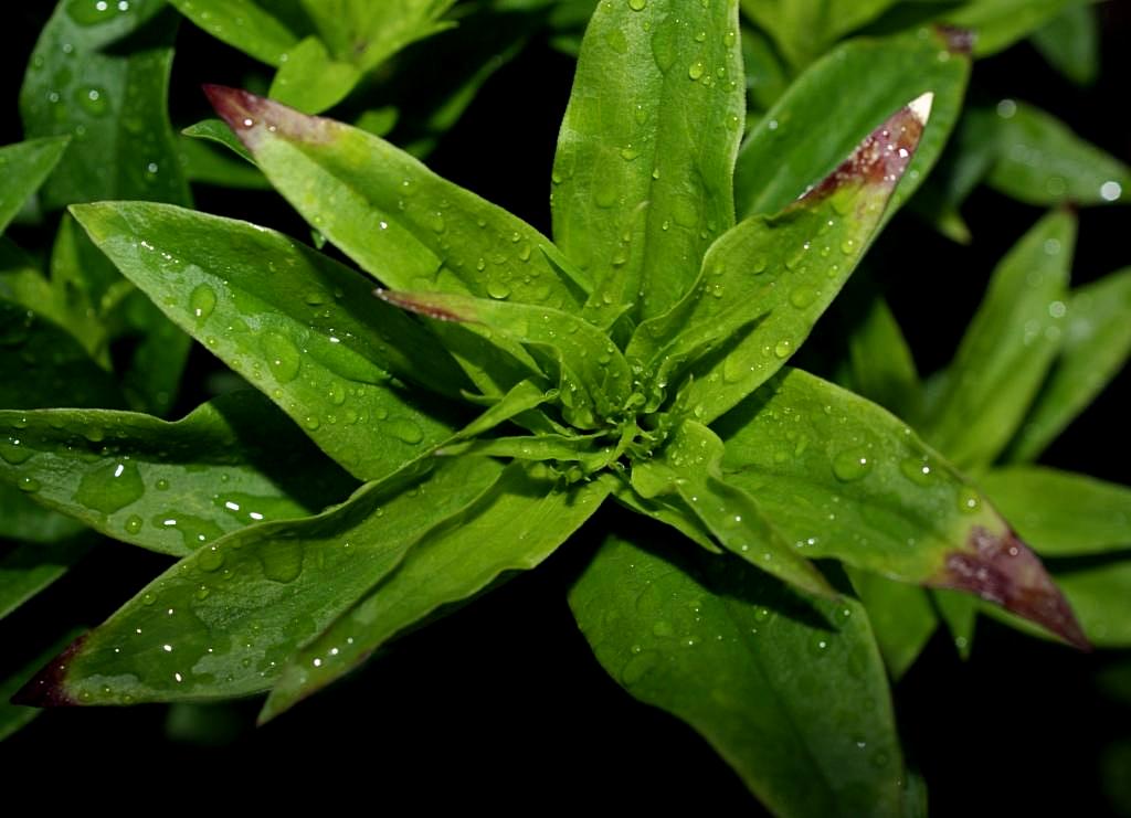 Image of Dianthus barbatus specimen.