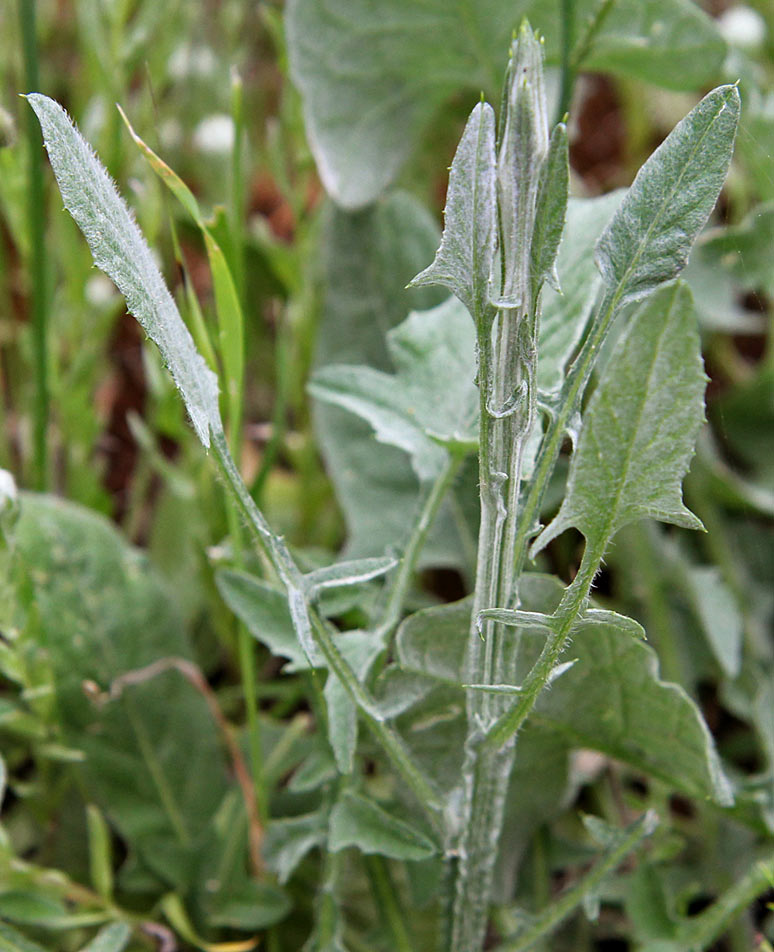 Изображение особи Centaurea solstitialis.