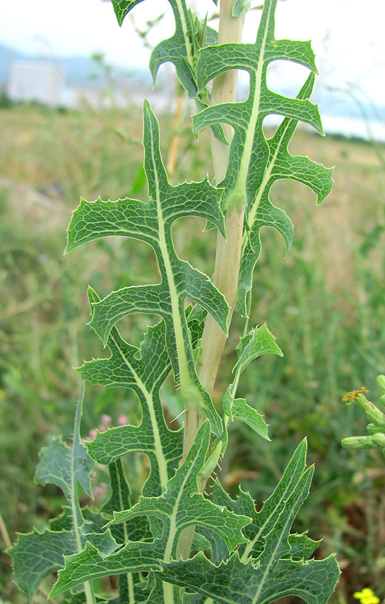 Image of Lactuca serriola specimen.