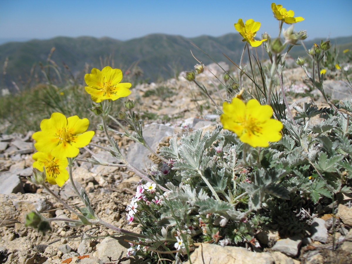 Изображение особи Potentilla hololeuca.