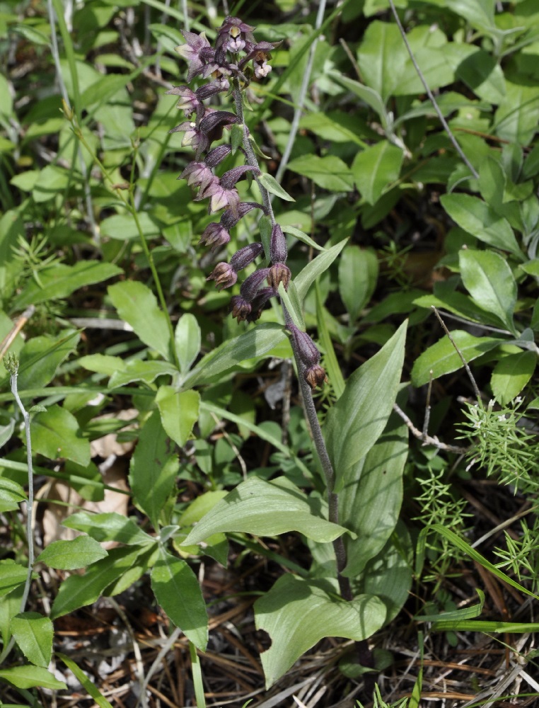 Image of Epipactis atrorubens specimen.