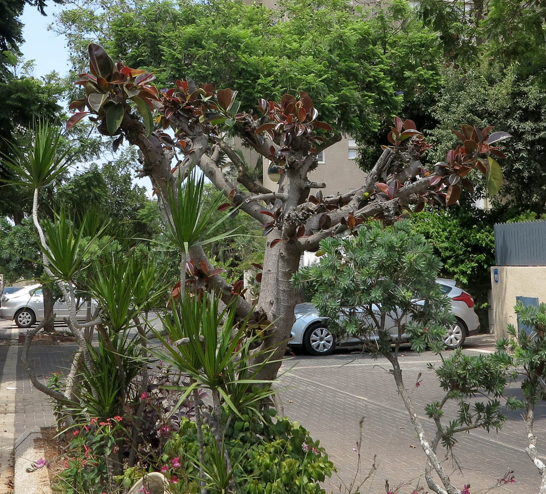 Image of Ficus elastica specimen.