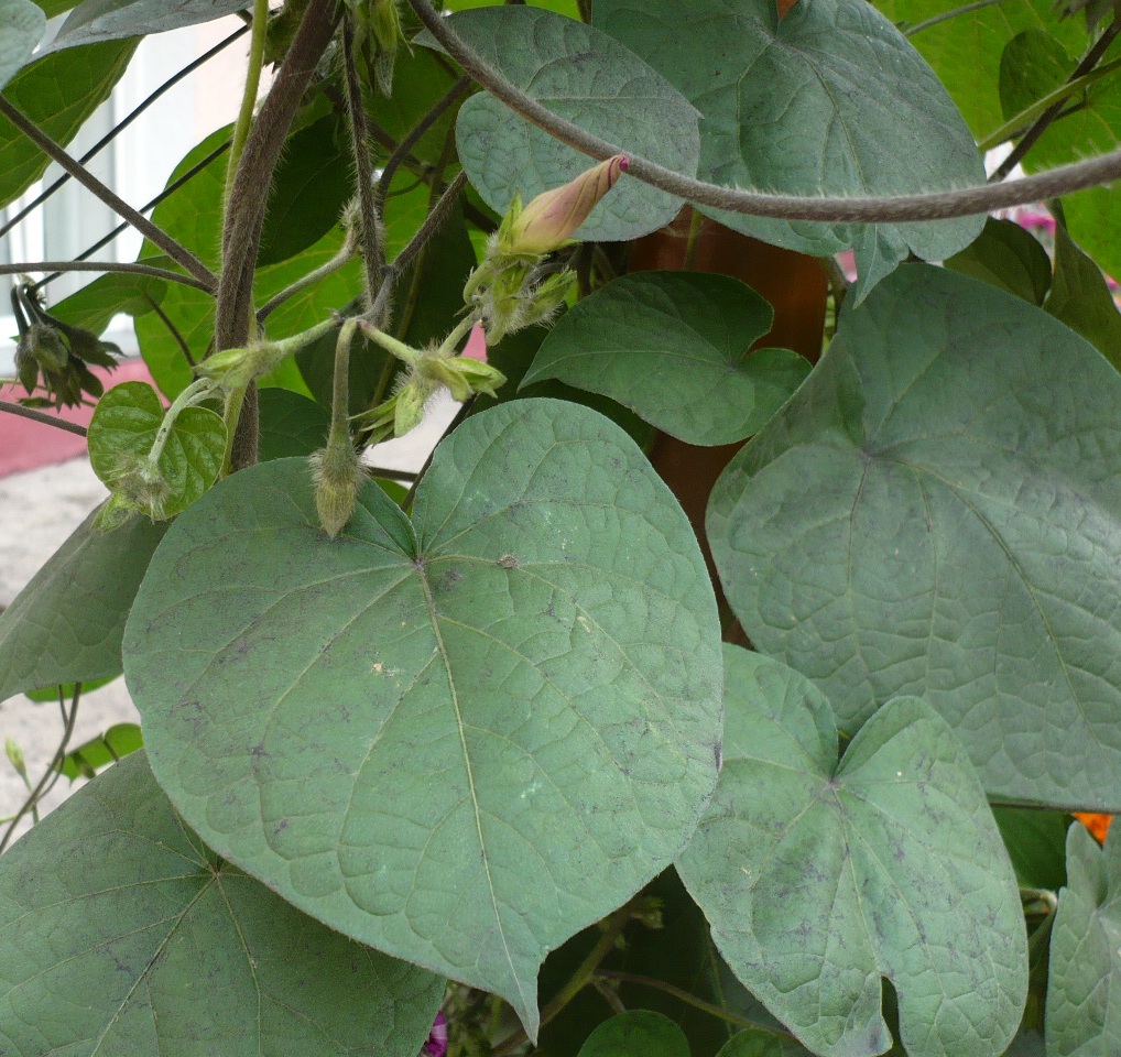 Image of Ipomoea purpurea specimen.