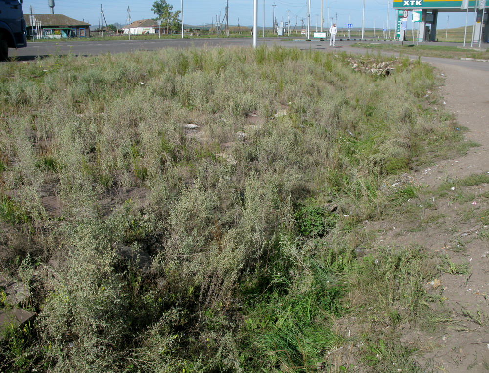 Image of Artemisia jacutica specimen.