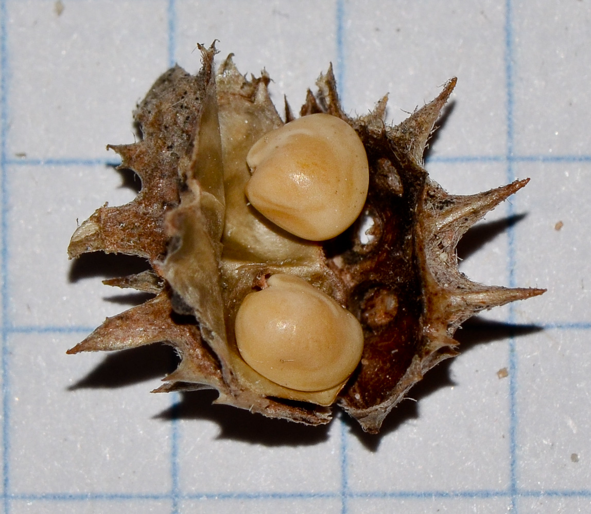Image of Onobrychis squarrosa specimen.