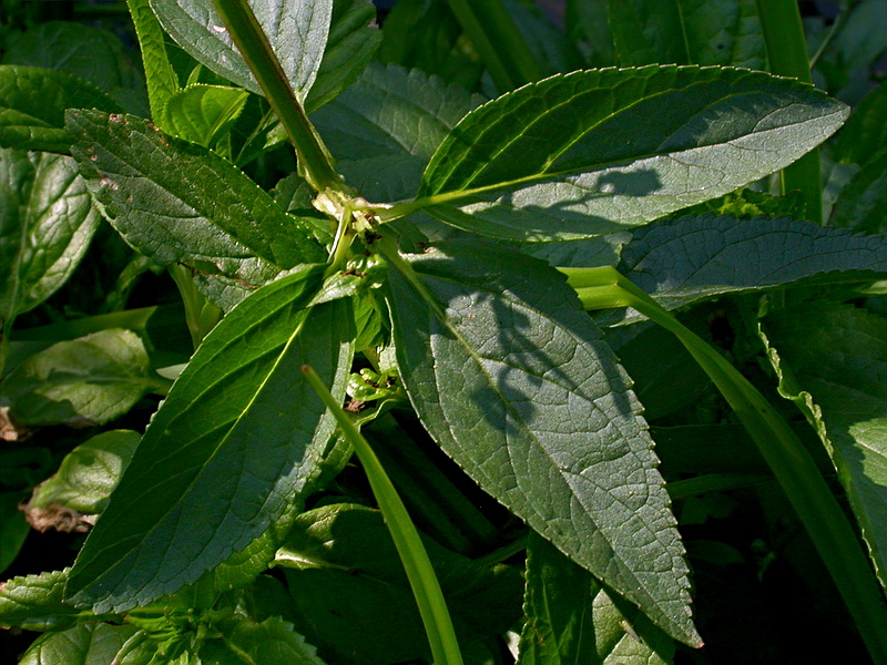 Image of Scrophularia umbrosa specimen.