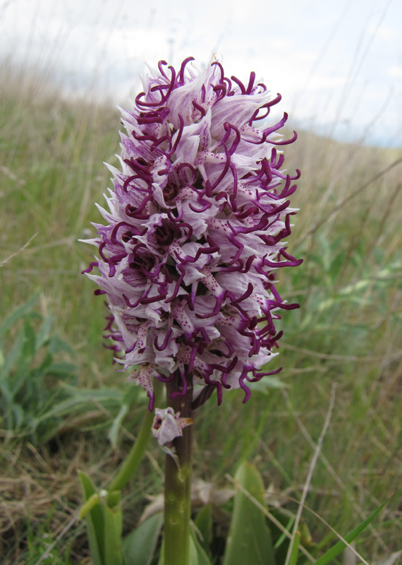 Изображение особи Orchis simia.