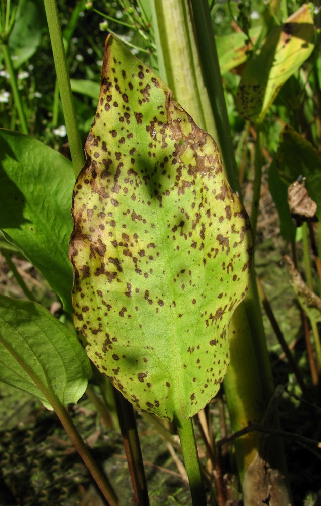 Image of Alisma plantago-aquatica specimen.