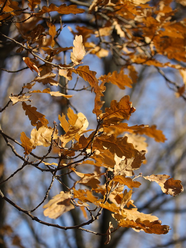 Image of Quercus robur specimen.