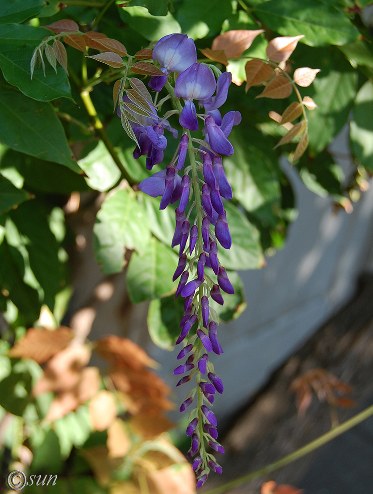 Image of Wisteria sinensis specimen.