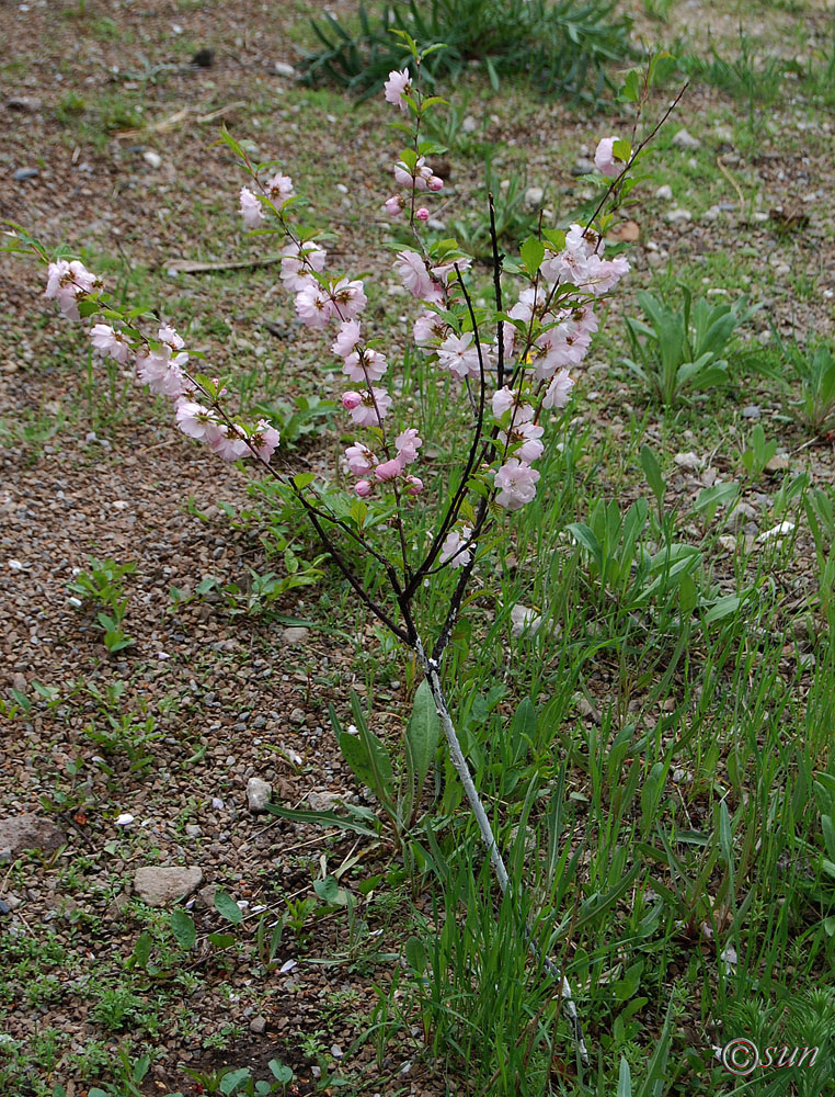 Image of Louiseania triloba specimen.