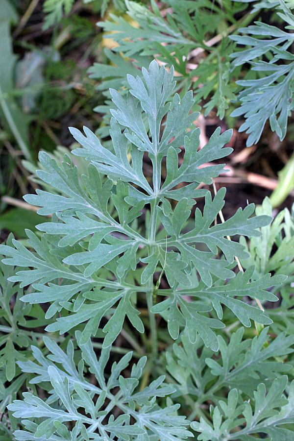 Image of Artemisia absinthium specimen.