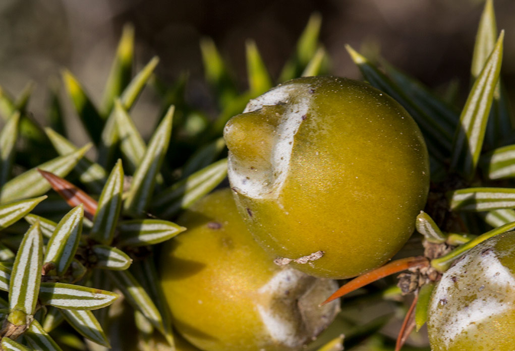 Изображение особи Juniperus oxycedrus ssp. macrocarpa.