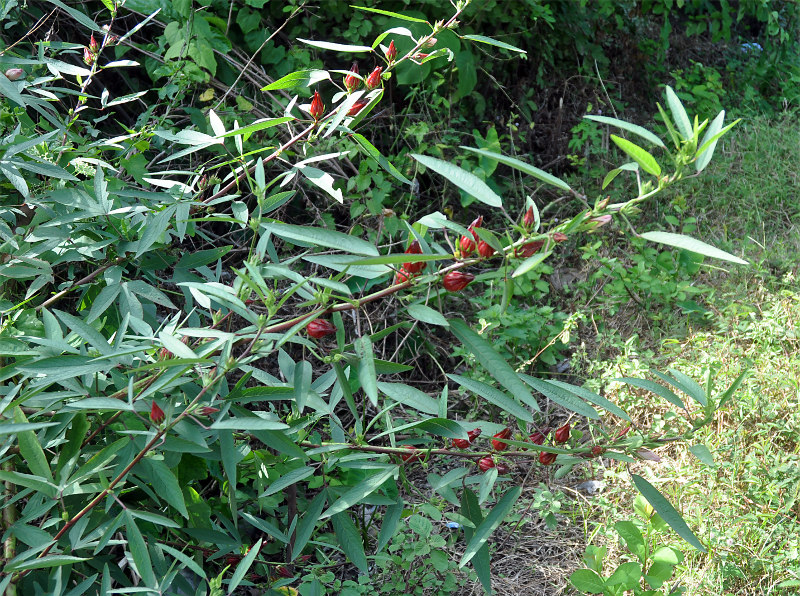 Image of Hibiscus sabdariffa specimen.