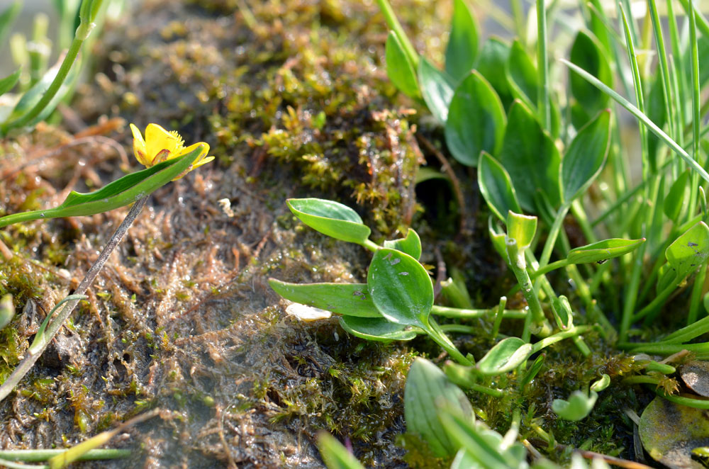 Image of Ranunculus longicaulis var. pulchellus specimen.