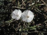 Convolvulus caput-medusae. Побеги с цветками. Испания, Канарские острова, Гран Канария, муниципалитет Agüimes, каменистый прибрежный склон. 26 февраля 2010 г.