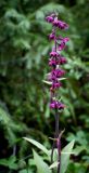 Epipactis atrorubens