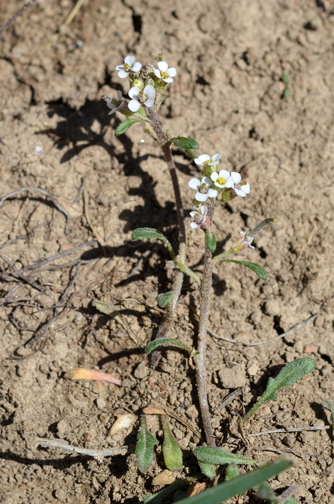 Изображение особи Braya humilis.