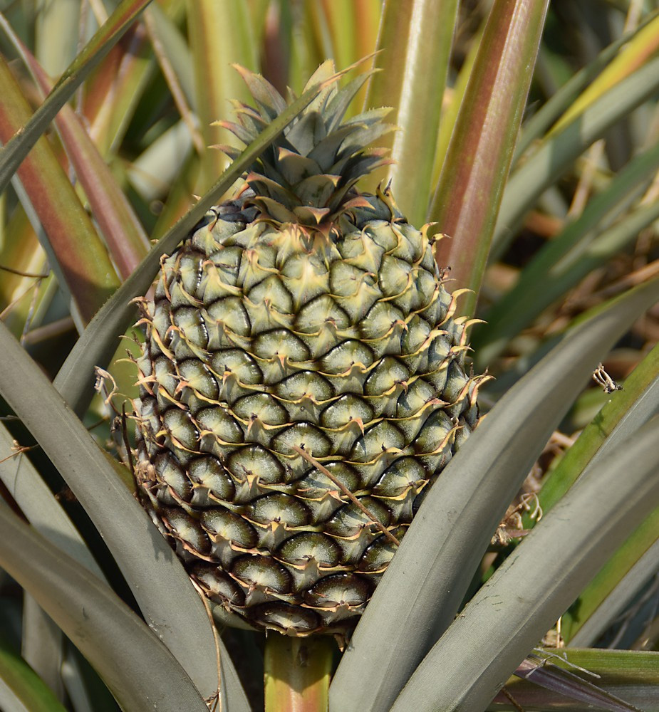 Image of Ananas comosus specimen.