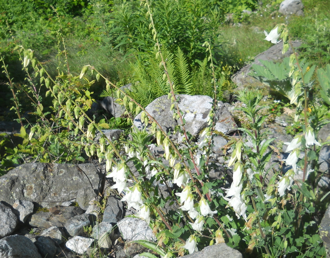 Image of Campanula alliariifolia specimen.