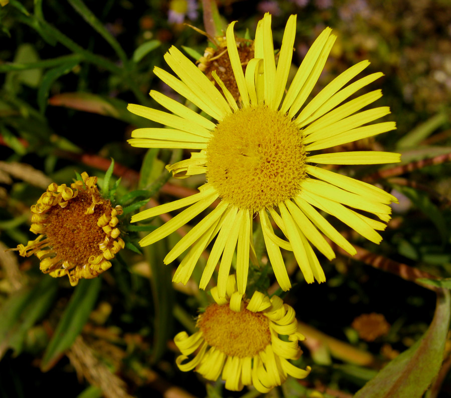 Image of Inula caspica specimen.