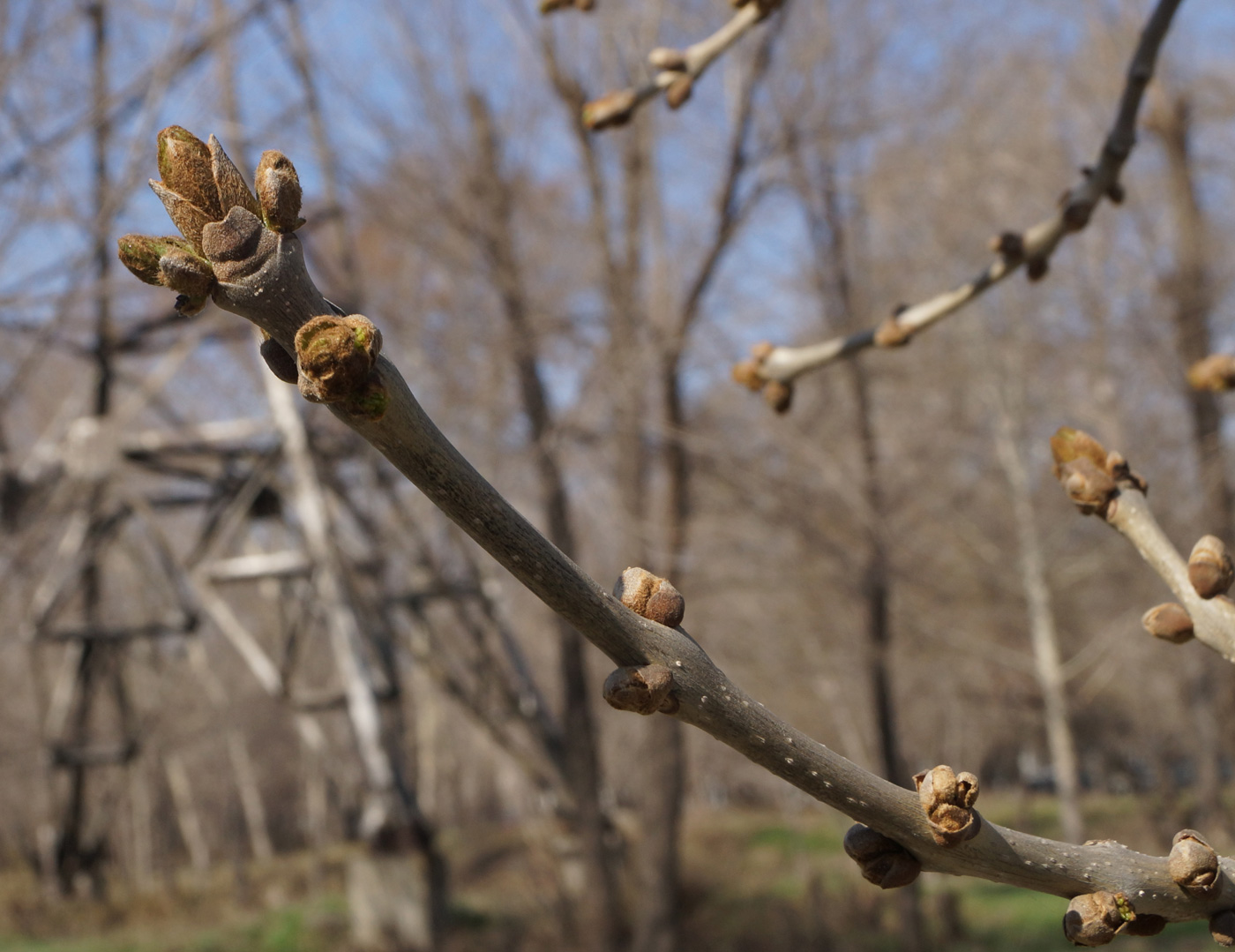 Image of Fraxinus pennsylvanica specimen.