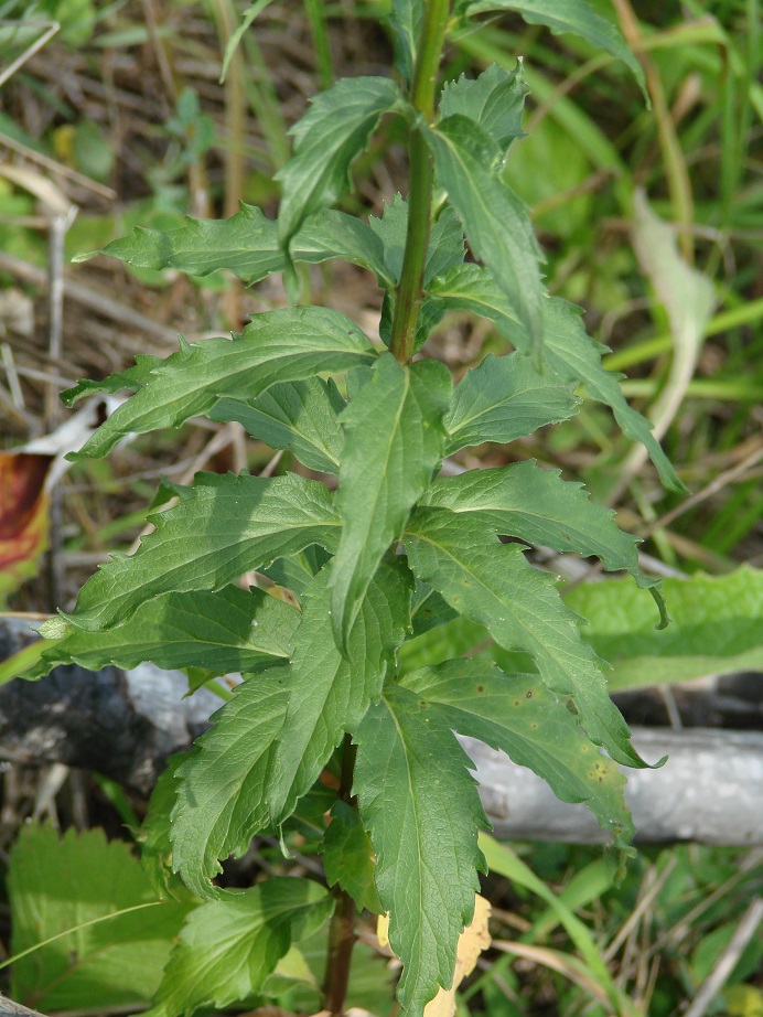 Image of genus Adenophora specimen.