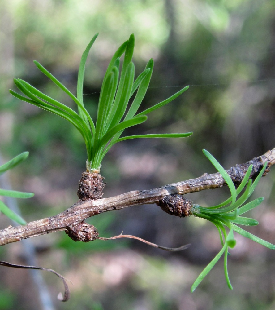 Image of Larix sukaczewii specimen.