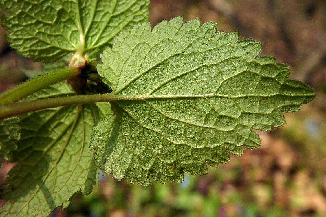 Изображение особи Lamium maculatum.