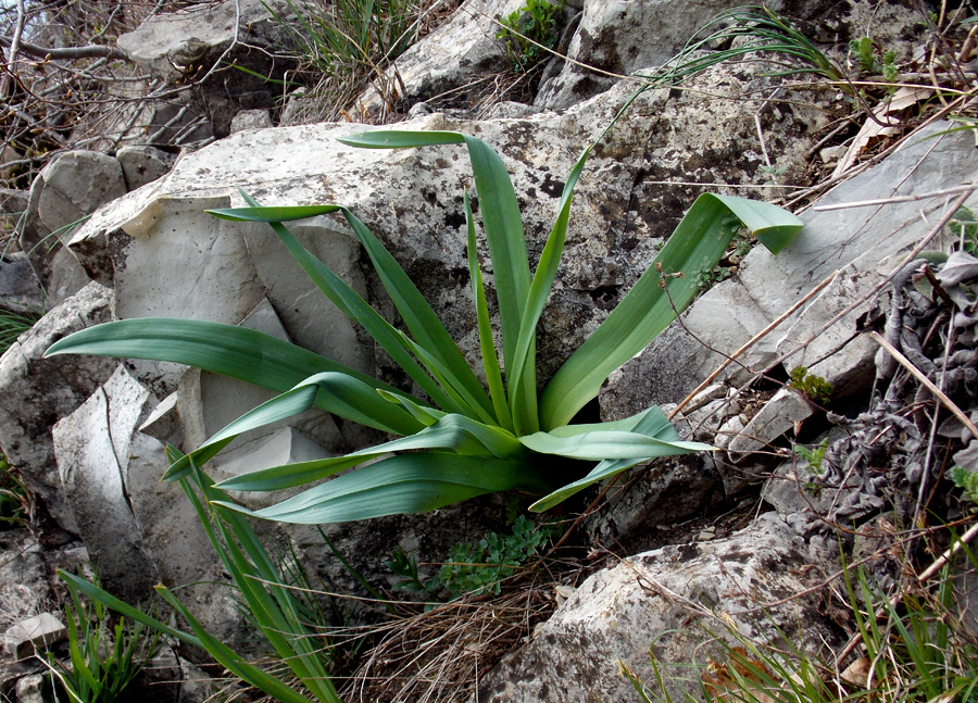 Image of Eremurus spectabilis specimen.