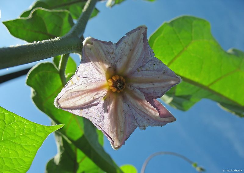 Image of Solanum melongena specimen.