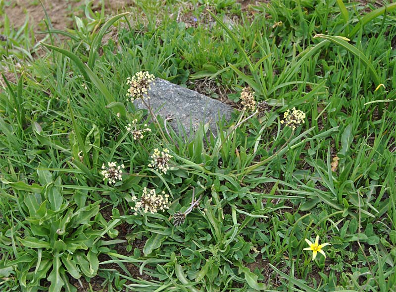 Image of Plantago atrata specimen.