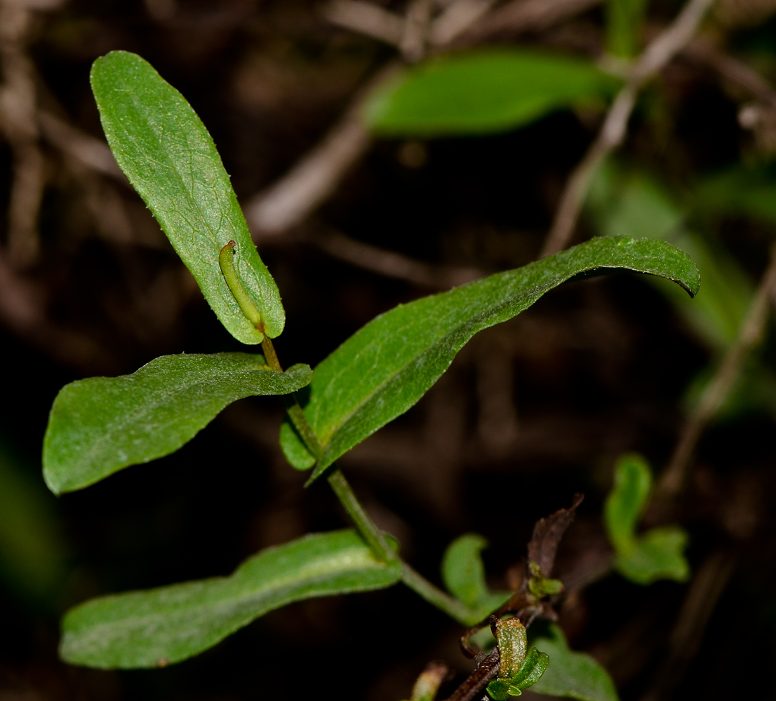 Изображение особи Plumbago europaea.