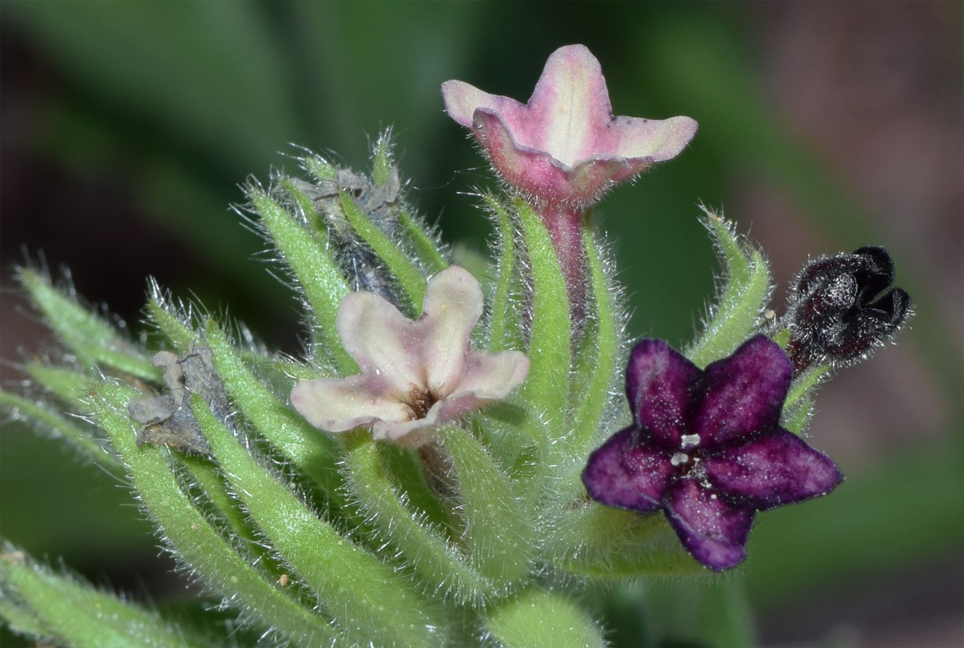 Image of Macrotomia ugamensis specimen.