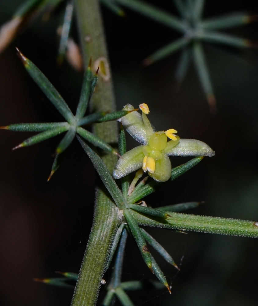 Изображение особи Asparagus aphyllus.