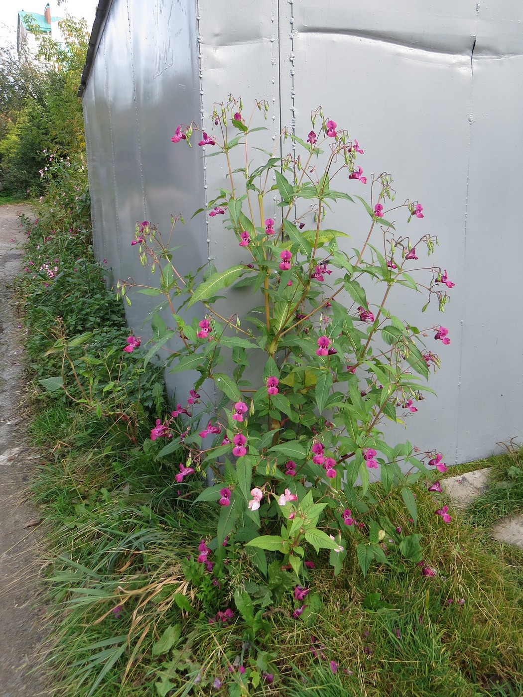 Image of Impatiens glandulifera specimen.