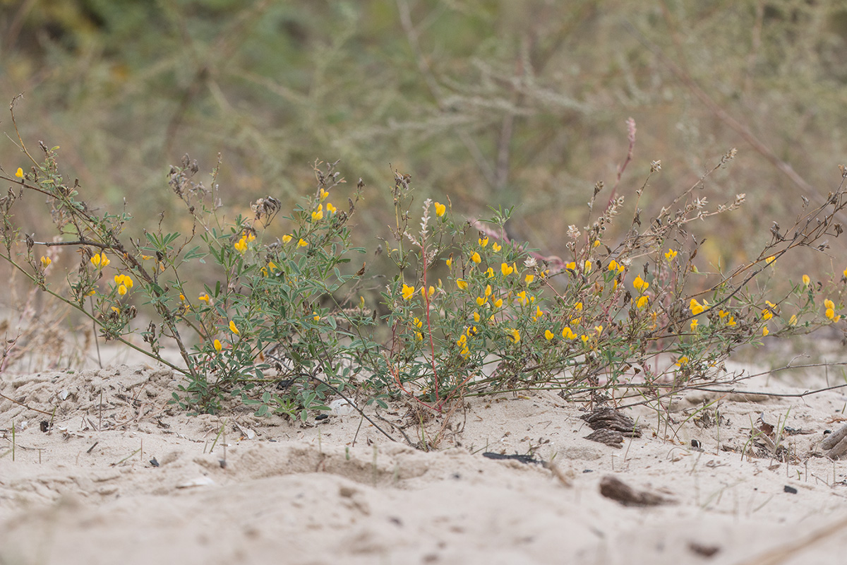 Изображение особи Medicago falcata.