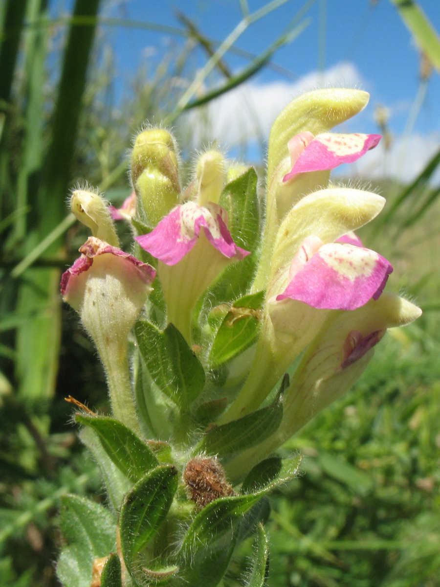 Image of Scutellaria adsurgens specimen.