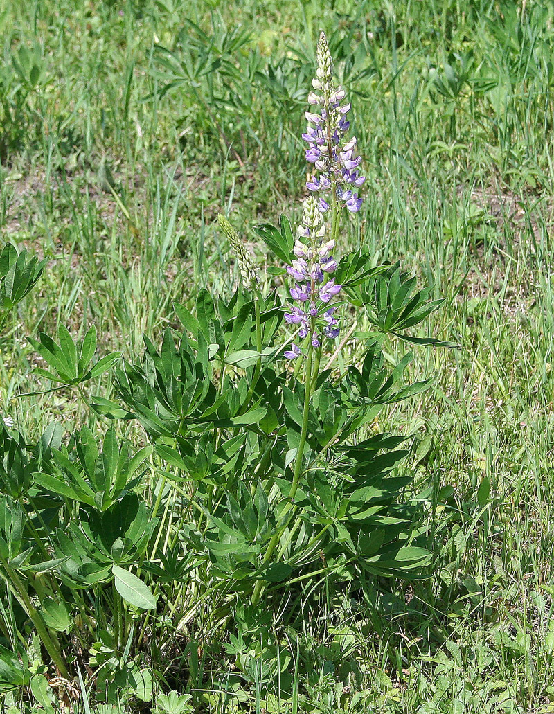 Изображение особи Lupinus &times; regalis.