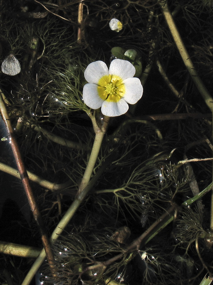 Image of Ranunculus circinatus specimen.