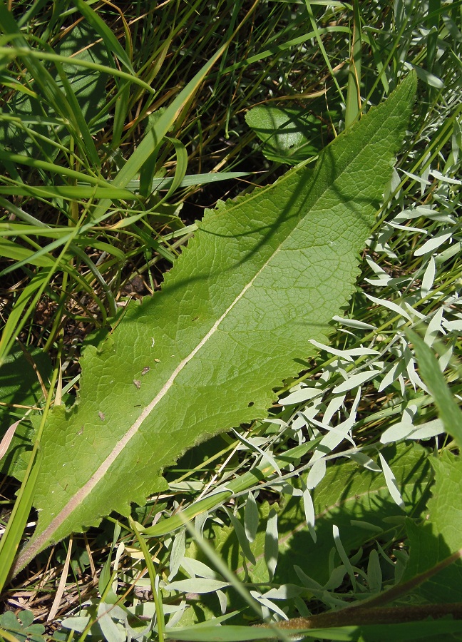 Изображение особи Verbascum marschallianum.