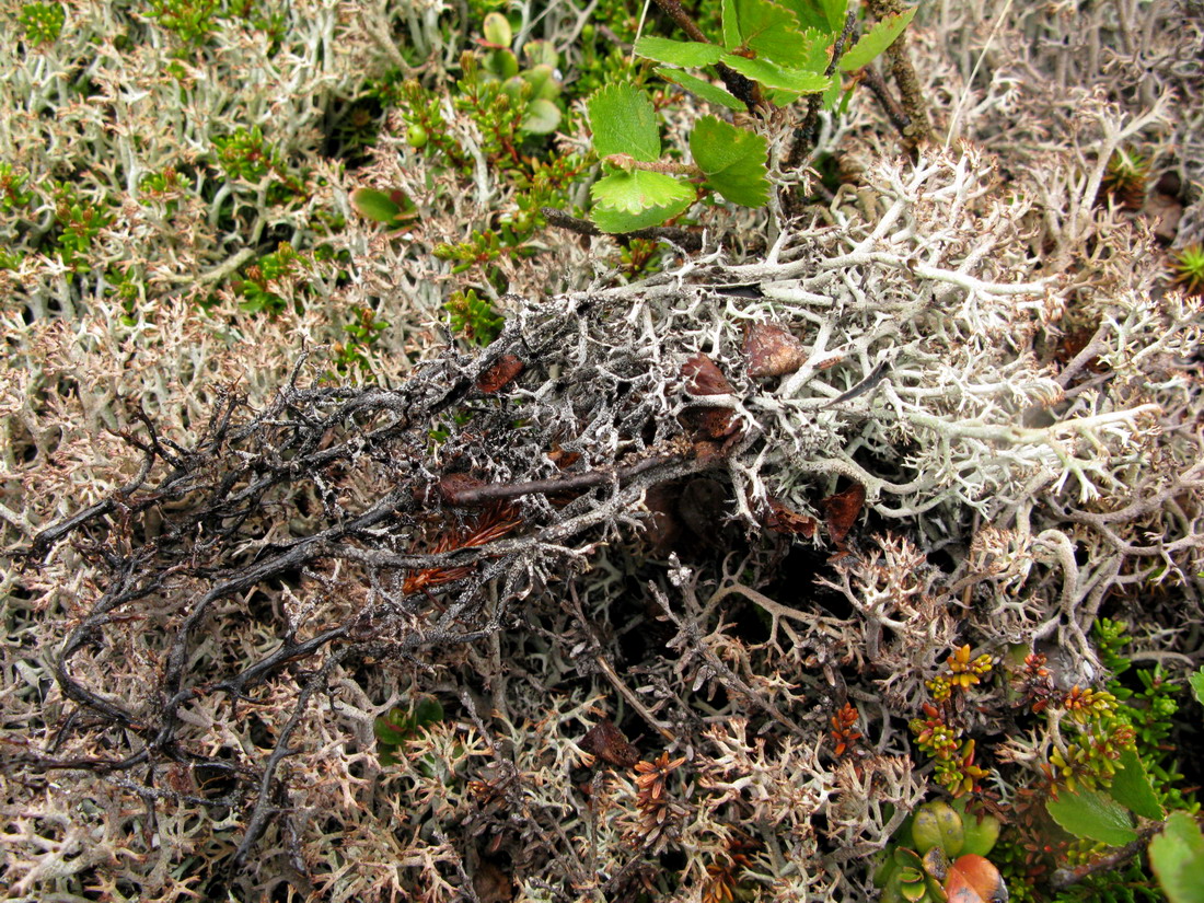 Изображение особи Cladonia stygia.